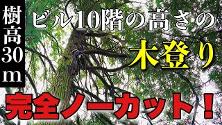 【驚愕】樹高30mの木登り完全ノーカット映像！｜普段は見せないシーンも全部お届け【raw footage】