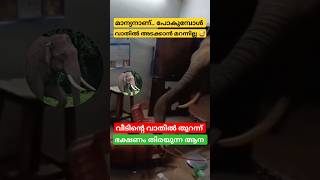 വീടിന്റെ വാതിൽ അടക്കാൻ മറക്കാത്ത ആന 😅#wildelephants  #animals #shortvideo #shorts # #youtubeshorts