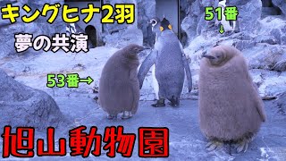 【旭山動物園】冬期開園が始まりました。