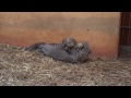 geparden nachwuchs im zoo rostock