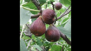 Fig cultivation practices  - ಅಂಜೂರ ಬೆಳೆಯ ಬೇಸಾಯ ಕ್ರಮಗಳು.