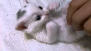 白い子猫をモフる！　もふもふもふも~♪　Tickle the Cat