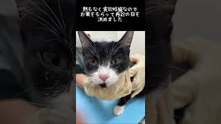 保護6ヶ月22日目下半身麻痺子猫あいかなちゃん、猫風邪に（；＿；）猫の医療費公開です🐈‍⬛10匹の猫とビーグル犬2025/1/6#下半身麻痺猫