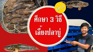 ศึกษา 3 วิธีการเลี้ยงปลาบู่ ในคอนโดเลี้ยงปู ep.2