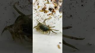 サワガニに付いたコケをエビに食べて貰う作戦