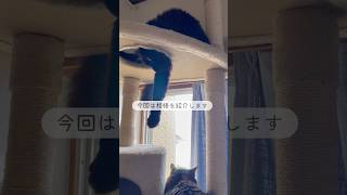 海の見える部屋:海上警備係の紹介#暮らしの記録 #猫のいる暮らし #海のある暮らし #猫との暮らし #猫のいる暮らし #ねこのいる生活 #黒猫 #猫の日