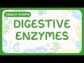 GCSE Biology - Digestive Enzymes (2026/27 exams)