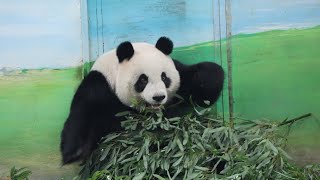 20230828 聞除草聲嚇一跳 圓仔奔架氣未消(節錄) Giant Panda Yuan Zai