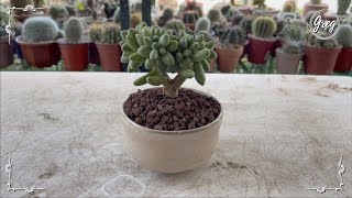 077 | Pachyphytum compactum | Repotting