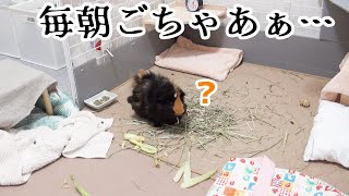 ハムスターとは全然違う！モルモットの超大変な毎日の掃除　Cleaning the guinea pig cage is hard.