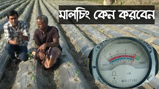 mulching মালচিং এর উপকারিতা পরীক্ষা ,আসলেই উপকারি নাকি বাড়তি খরচ