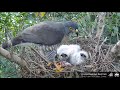 2020 05 05 06 28 鳳爸帶食物回巢....吃給小孩看【大安森林公園 鳳頭蒼鷹 daan crested goshawk 】