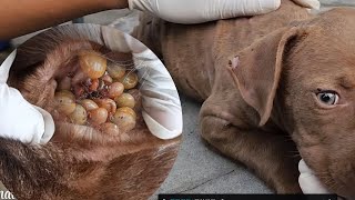 Removing a mangoworm bot fly larvae from dog, animalwelfare,botfly removal,ticks on dogs