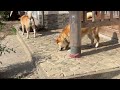 換毛期の柴犬はちょっと触ると体に穴ができます！