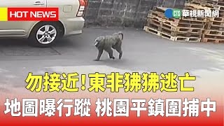 勿接近！　東非狒狒逃亡地圖曝行蹤　桃園平鎮圍捕中｜華視新聞 20230323