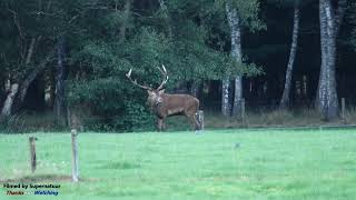 Edelhert bronst burl 2022 Ontmoeting de Veluwe | Deer in Rut Season  at the Veluwe (NL)