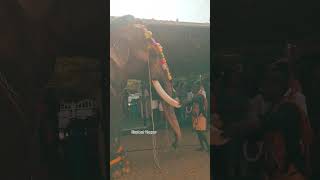 നെറ്റിപ്പട്ടം കെട്ടി നിൽക്കുന്ന ആന//#elephant #elephantvlogger #aana #shots