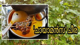 'ചായാമൻസ ചീര' കൊണ്ടൊരു കറി| Chayamansa Cheera Curry 🍛