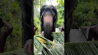 ഗജറാണി തലച്ചിറ റോസ്ലി# astrology #elephant #love #festival #astr #song #temple #malayalam