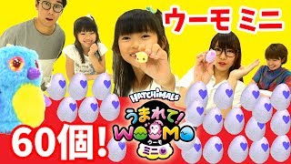 レア続出？！ちっちゃいたまごが可愛すぎ★うまれて！ウーモミニ60個！★ボンボンTV×にゃーにゃちゃんねるnya-nya channel