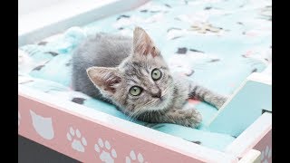 LIVE from the kitten room: CATURDAY Q\u0026A!