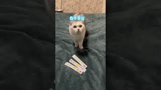 【#七七和铲屎官】为了不和我睡觉居然还装睡打呼噜#猫咪的迷惑行为 #猫和老鼠