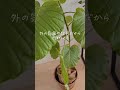 冬の育て方で注意するべき事！ インテリアグリーン 観葉植物 観葉植物のある暮らし 観葉植物の育て方 観葉植物育て方 水やり 葉水