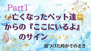 Part1🐶亡くなったペット達🐱からの『ここにいるよ』のサイン✨✨✨