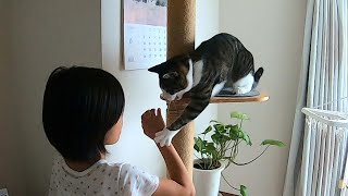 A unique relationship between a daughter and a cat How close they are【Rescued cat Hana♂】