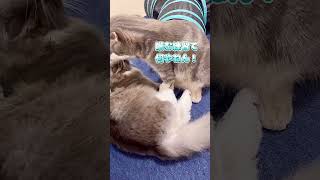 【関西弁猫】ちょっと噛ましてのやり取りがおもしろい猫😻😻#shorts