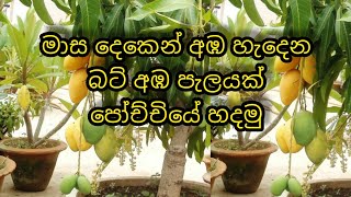 පෝච්චියේ මාස දෙකෙන් අඹ හැදෙන බට් අඹ පැලයක් ලේසියෙන්ම හදන විදිය#srilankan #mango#planting#agriculture