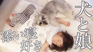 【ほのぼの癒し】２歳娘が犬におやつをあげる姿がかわいい【シュナウザージジトト】Miniature schnauzer with daughter