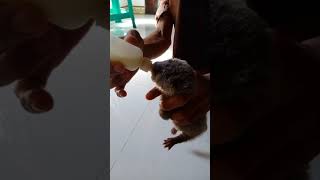 赤ちゃんカワウソが牛乳を飲むとき、かわいいWhen Baby Otter drinks milk, cute #short