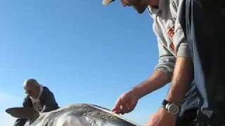 CapeCast: Big, dead blue shark!