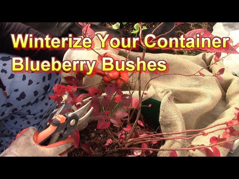 Do blueberry plants survive winter?