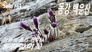 동강 백운산 눈산행! 강원도 봄의 전령사! 아름다운 동강할미꽃! 100대 명산, 문희마을, Solo hiking, Amazing Tongang winter flower!