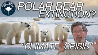 Polar bears: They are going extinct!?