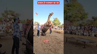 कमाल है राजस्थान का ऊंट #ऊंट #camel #rajasthanidance