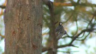 First-ever Red-cockaded Woodpecker Translocation in Alabama