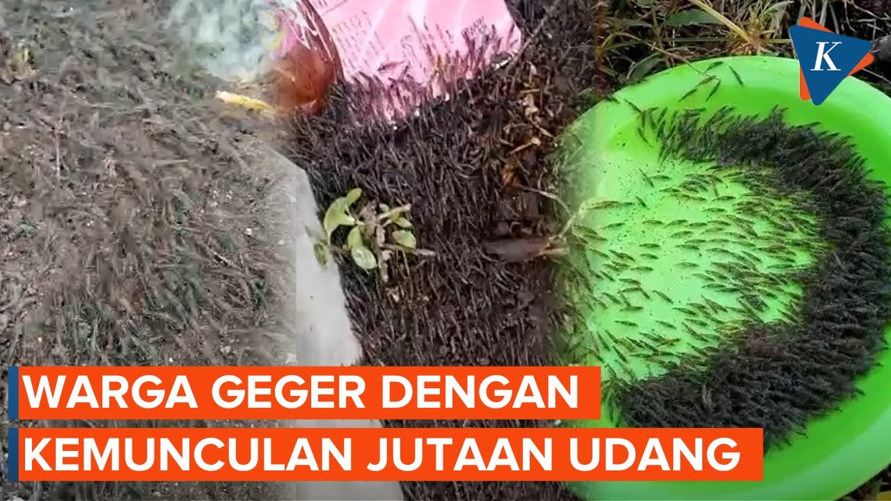 Jutaan Ekor Udang Tiba-tiba Muncul Dari Laut Ke Daratan Di Gorontalo ...