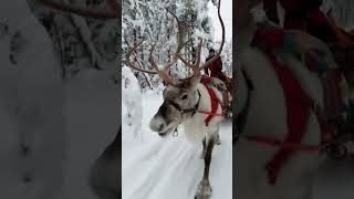 Sleighs with reindeers, wonderful animals, snowy Lapland #shorts #lapland #reindeer #sleigh #snow