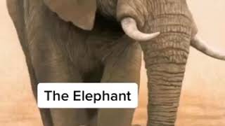 8 Animals that will extinct by 2050😱