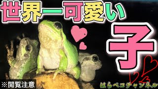 世界一可愛いアマガエルとお別れ【※苦手な方は閲覧注意！】