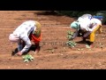 technics of summer vegetables cultivation paadi pantalu express tv