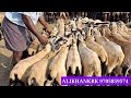 gudur sheep market sheep kids 21 4 2023 గూడూరు గొర్రెల సంత sheep farming videos