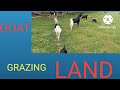 goat grazing land ছাগলের চারণভূমি।