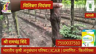 🍇 द्राक्षावरील मिलिबग नियंत्रण भारतीय कृषी अनुसंधान परिषद ( ICAR ) प्रमाणित - किलोरेक्स 7510037510