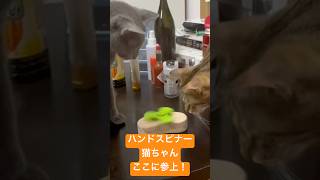 ハンドスピナー猫ちゃん、ここに参上！