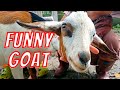 Goat Video / Goat Sounds / Funny