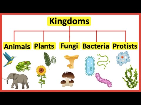 How do the two bacterial kingdoms differ from the other kingdoms?